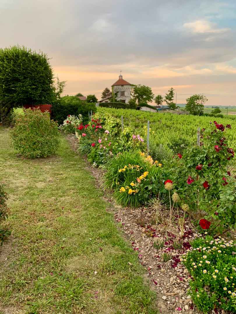 Plantation de végétation