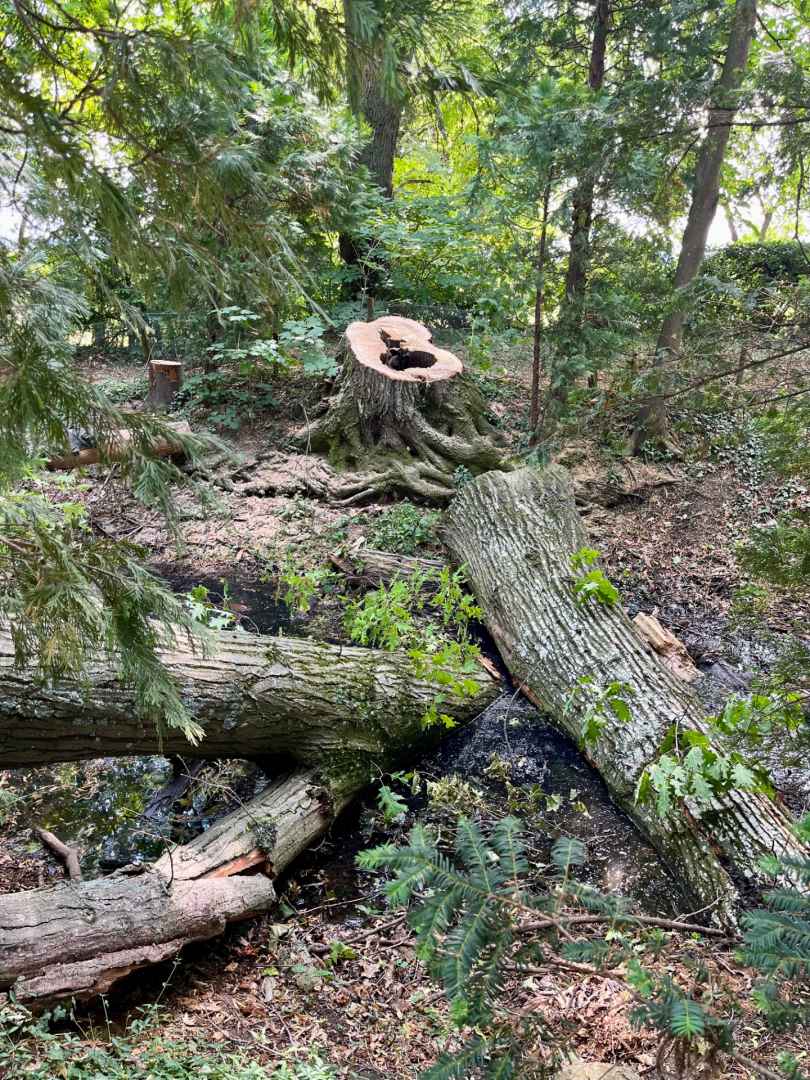 Elagage et abattage d’arbres