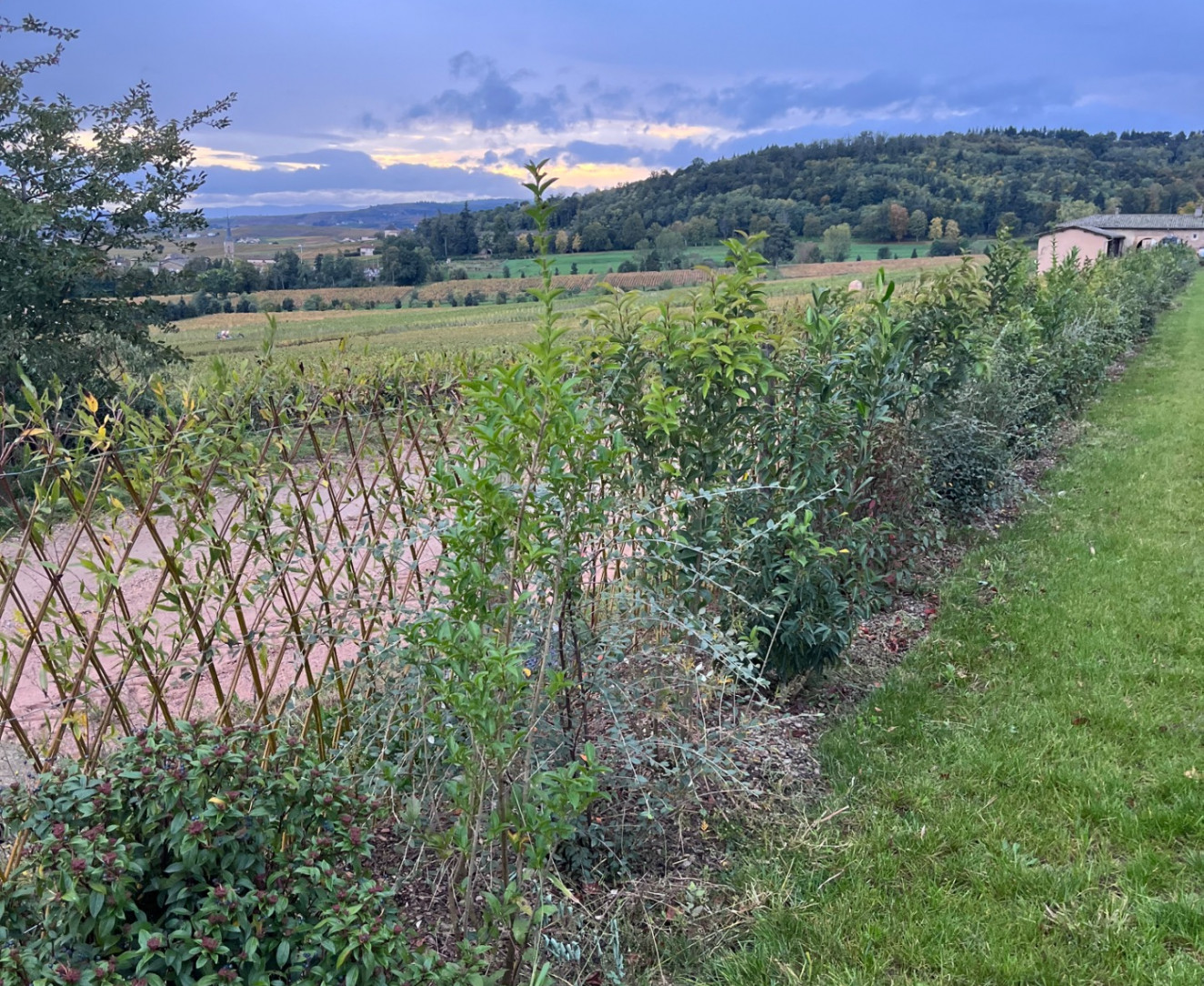 Plantation de haies végétales