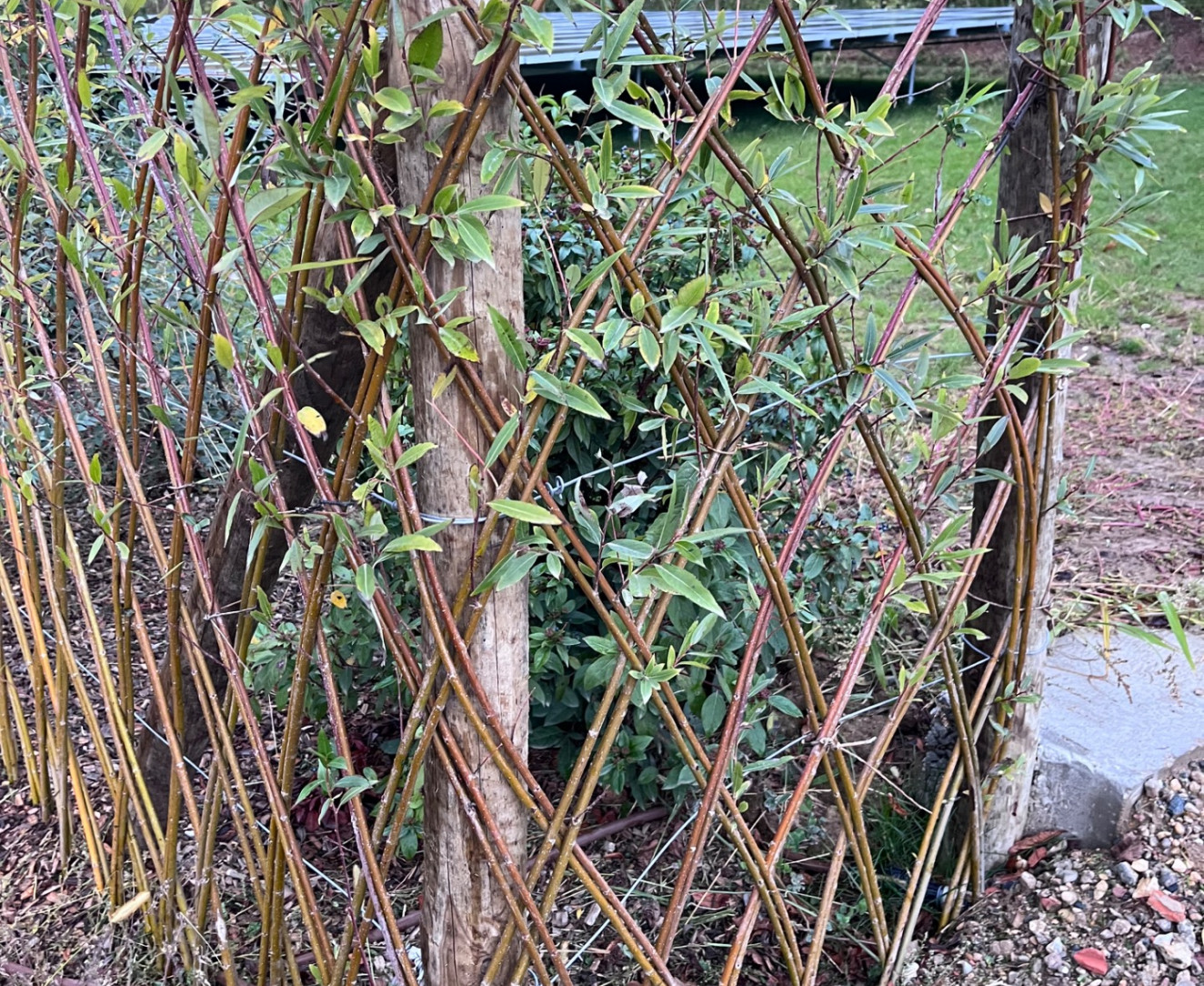 Haie en osier vivant