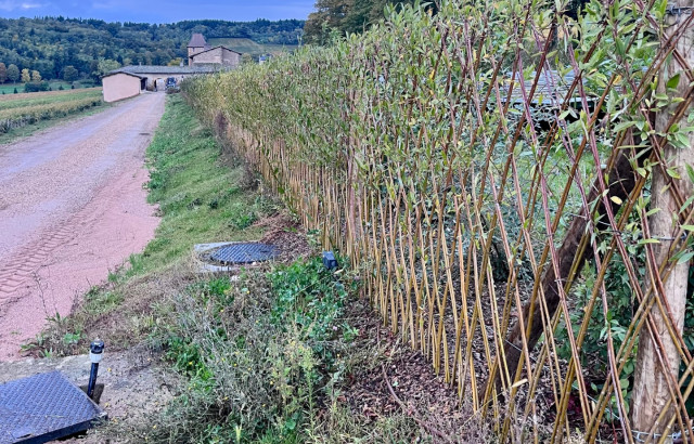 Haie ou clôture en osier vivant