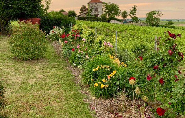 Plantation de végétation